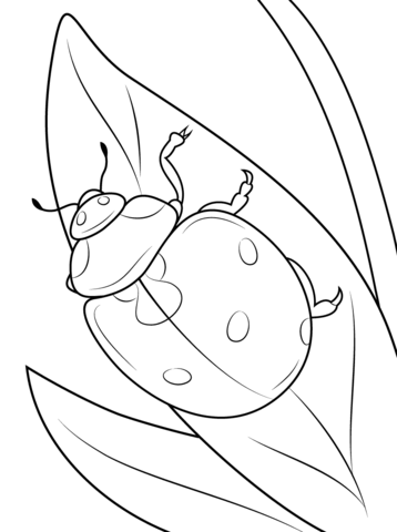 Seven Spot Ladybird Coloring Page